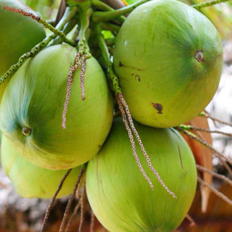 椰子海南文昌椰子水多肉嫩厂家直供全国发货精品货源