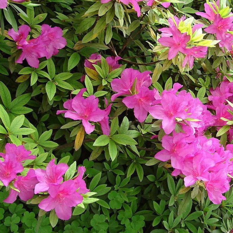 杜鹃四季常青庭院工程绿化苗木花园植物庭院绿植花卉毛杜鹃
