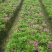 杜鹃四季常青庭院工程绿化苗木花园植物庭院绿植花卉毛杜鹃