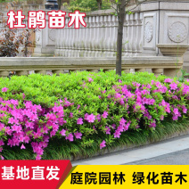 杜鹃四季常青庭院工程绿化苗木花园植物庭院绿植花卉毛杜鹃