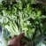 绿叶，黄叶散叶生菜大量有货，保证质量