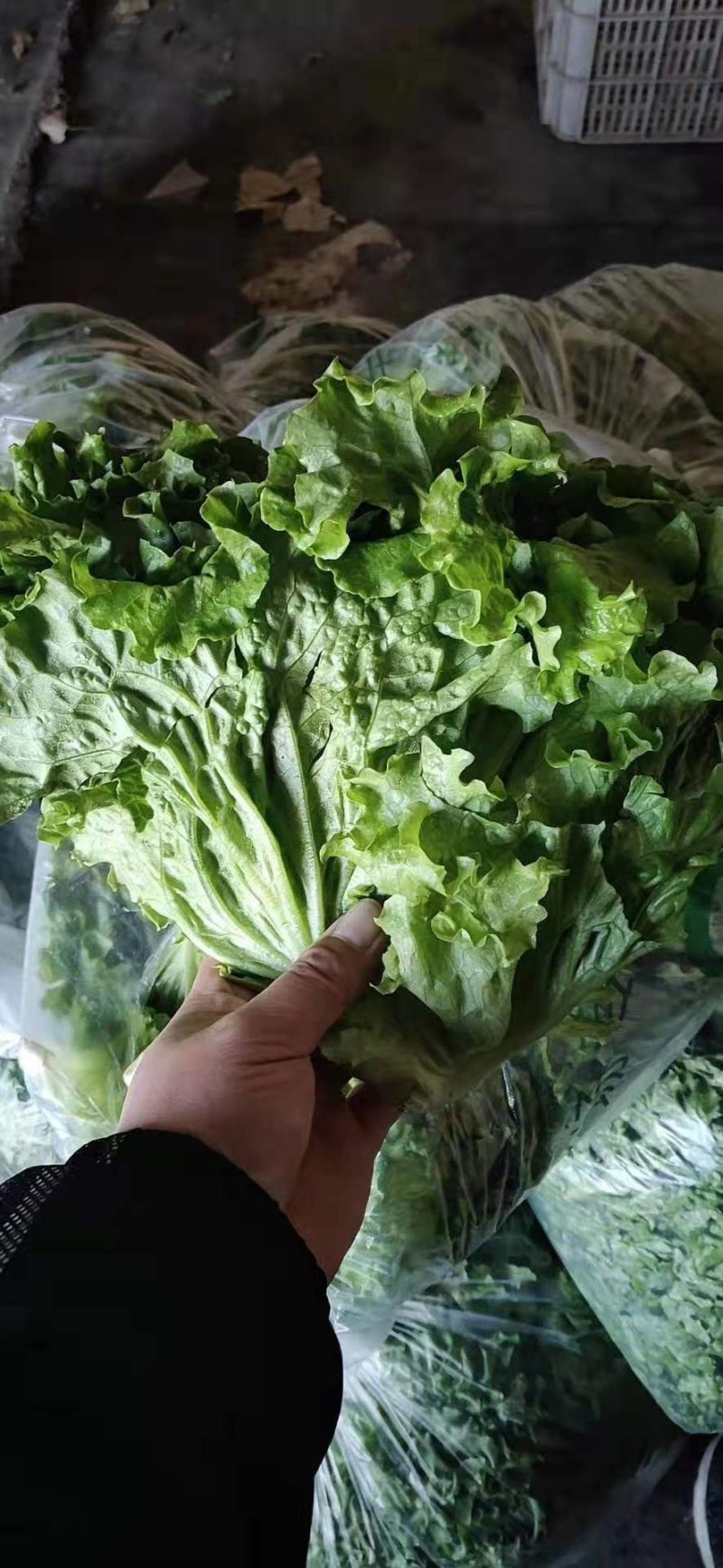 绿叶，黄叶散叶生菜大量有货，保证质量