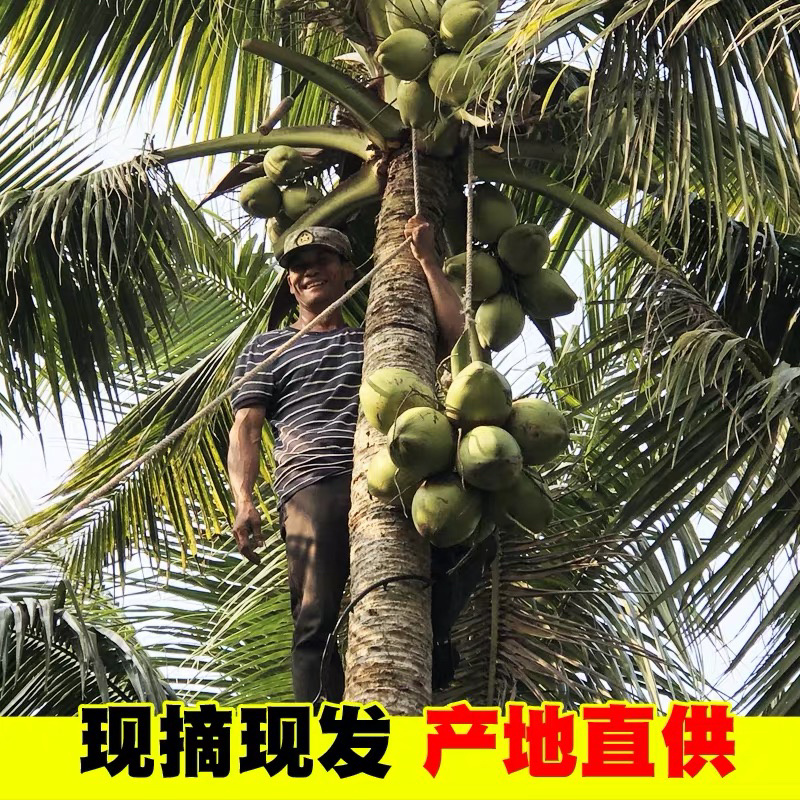 🔥🔥海南文昌椰子实力厂家供应价格实惠性价比更高