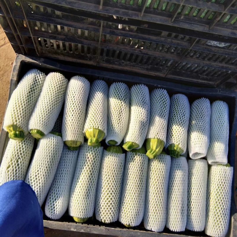 精品西胡芦