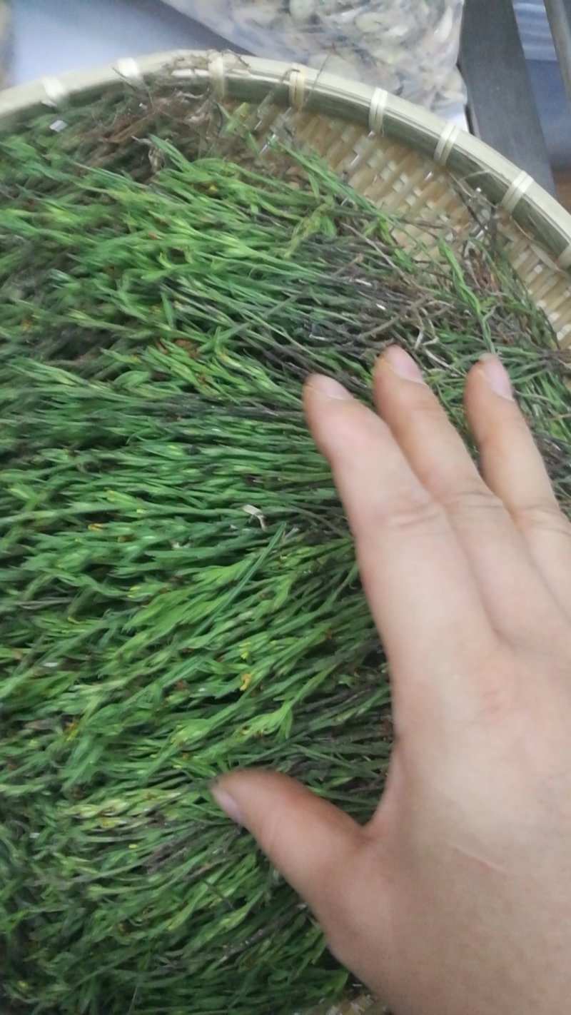野生鲜货独脚金批发，甘积草