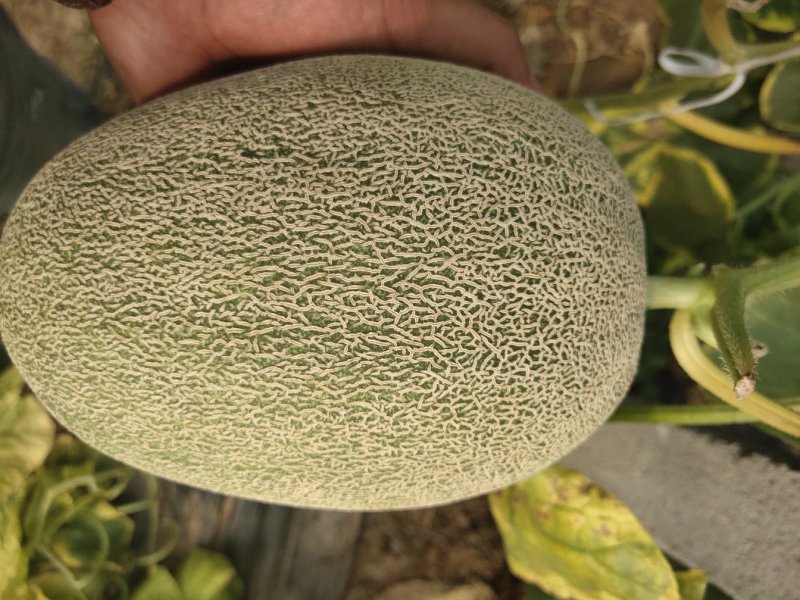 大量西州蜜25.17上市了欢迎新老客户采购