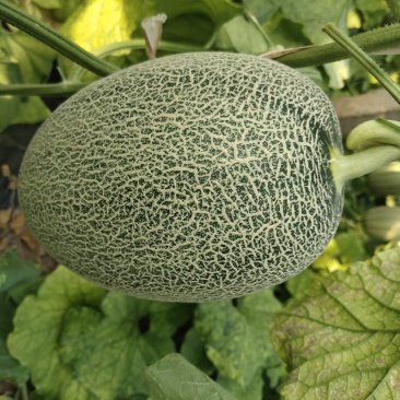 大量西州蜜25.17上市了欢迎新老客户采购
