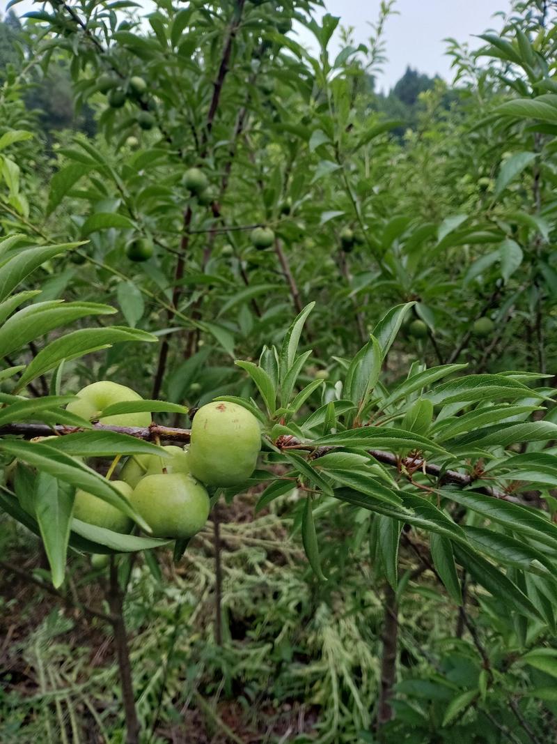 青脆李子苗脆甜，离核，适合全国种植。提供栽种管理技术