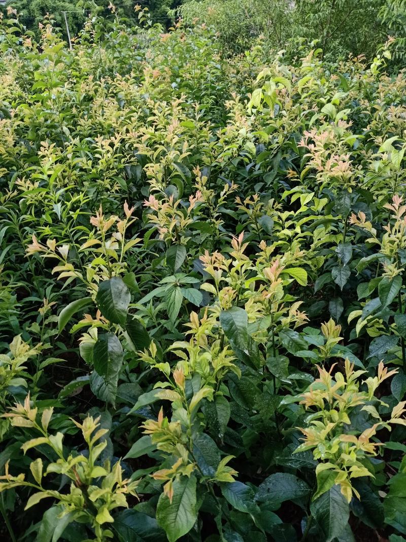 青脆李子苗脆甜，离核，适合全国种植。提供栽种管理技术