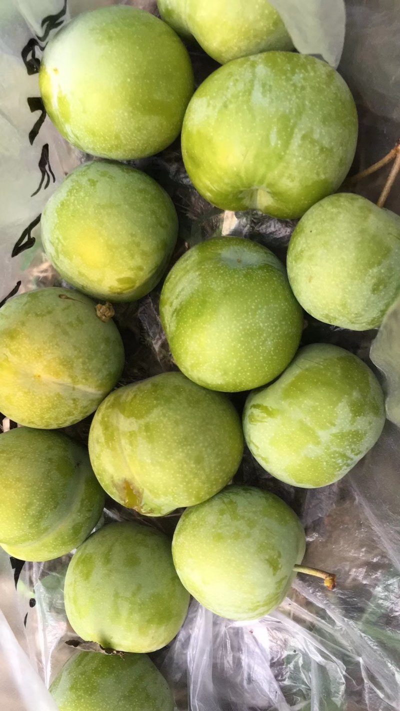 青脆李子苗脆甜，离核，适合全国种植。提供栽种管理技术