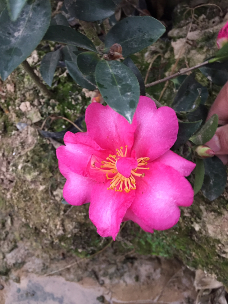 茶梅