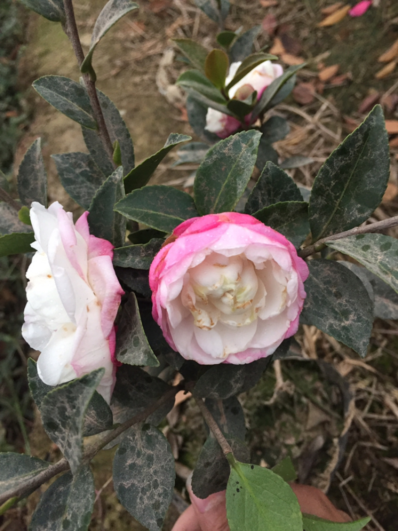 茶梅
