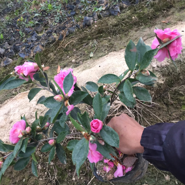 茶梅