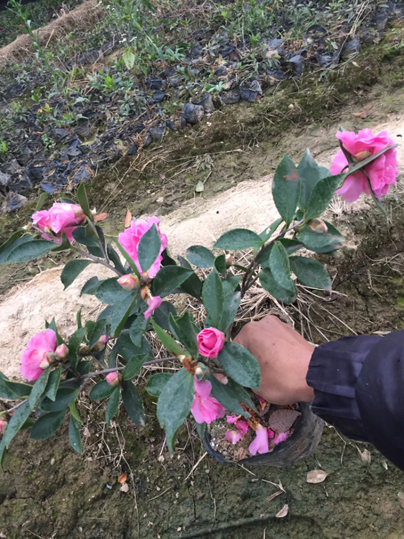 茶梅