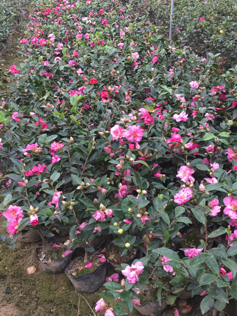 茶梅