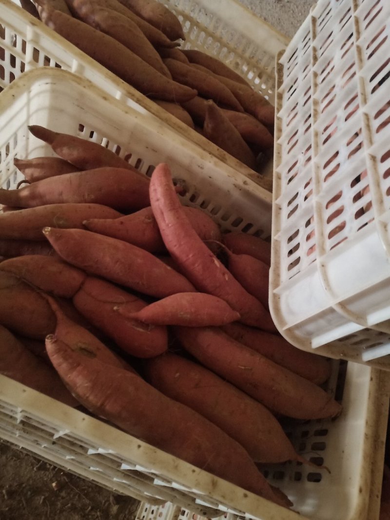 蔬菜