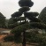 造型罗汉松，异性罗汉松，罗汉松小苗，异性罗汉松