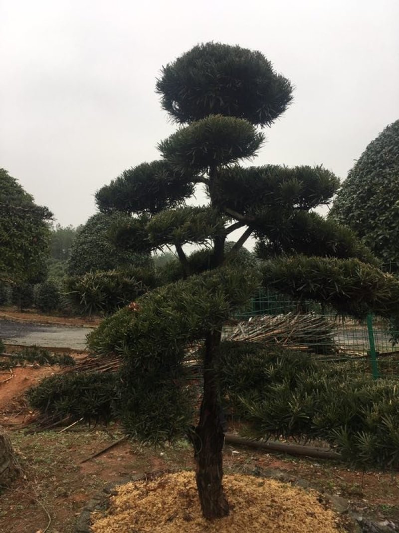 造型罗汉松，异性罗汉松，罗汉松小苗，异性罗汉松