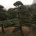 造型罗汉松，异性罗汉松，罗汉松小苗，异性罗汉松