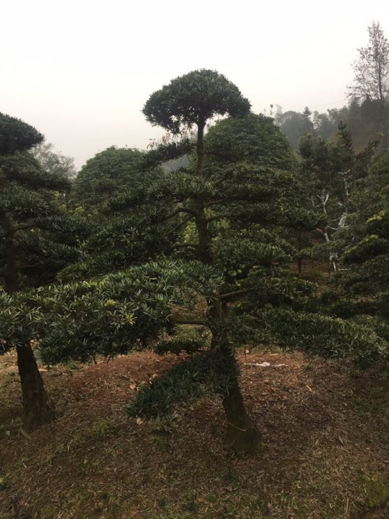造型罗汉松，异性罗汉松，罗汉松小苗，异性罗汉松