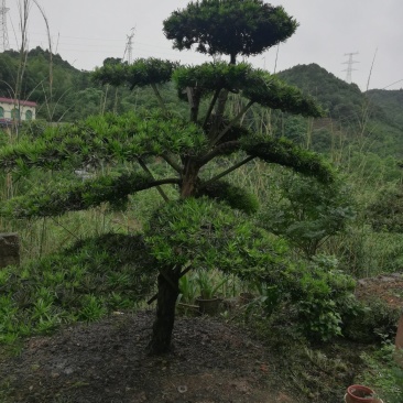 造型罗汉松，异性罗汉松，罗汉松小苗，异性罗汉松