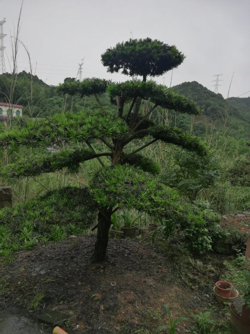 造型罗汉松，异性罗汉松，罗汉松小苗，异性罗汉松