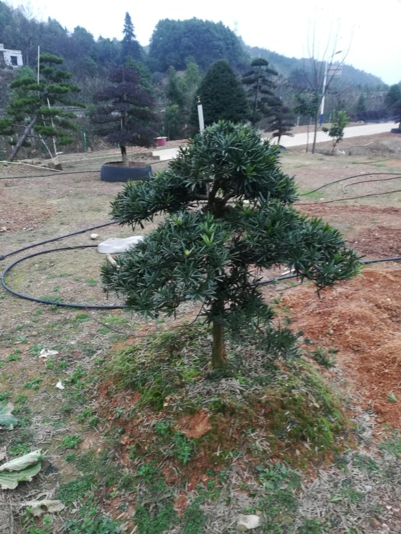 造型罗汉松，异性罗汉松，罗汉松小苗，异性罗汉松