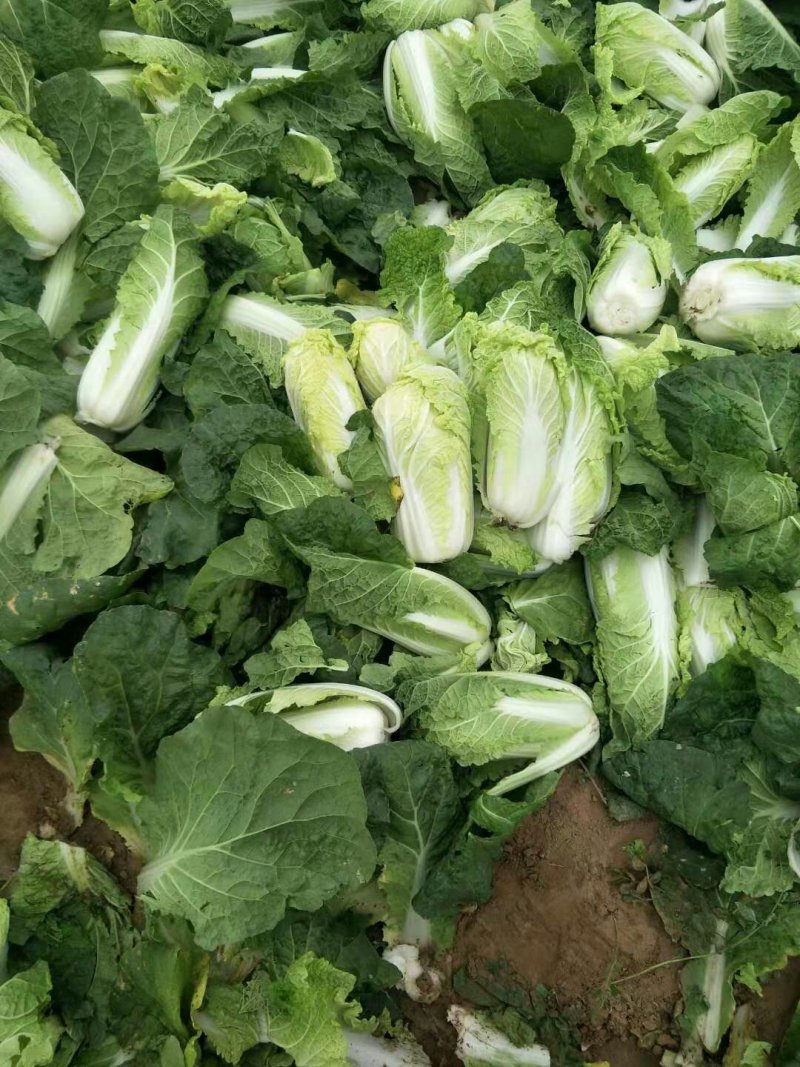 内黄县娃娃菜，诚信经营、货源充足，一手货源
