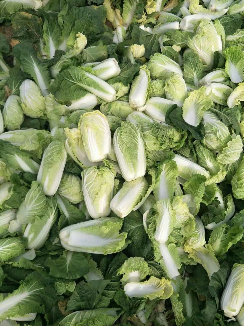 内黄县娃娃菜，诚信经营、货源充足，一手货源
