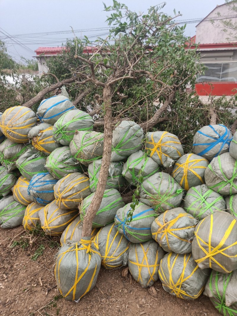 枸杞树，占地用，盆景用，老桩绿化收益都很好