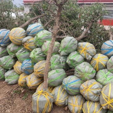 枸杞树，占地用，盆景用，老桩绿化收益都很好