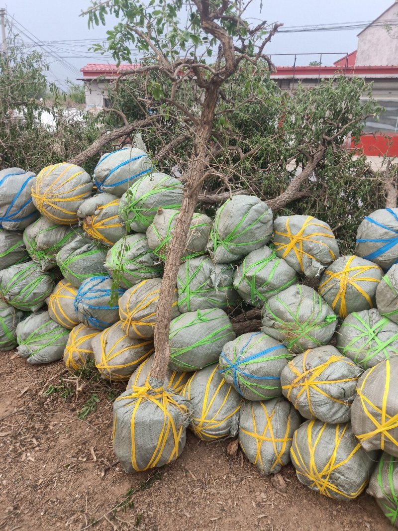枸杞树，占地用，盆景用，老桩绿化收益都很好