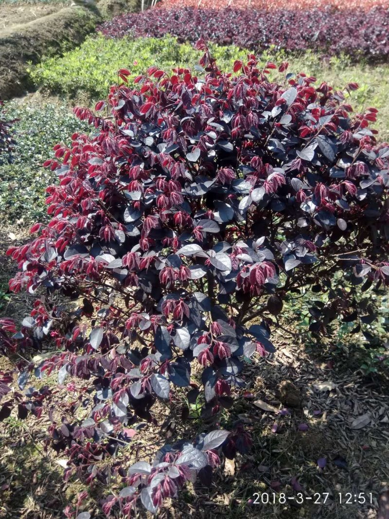 红花檵木，红花檵木球，红花檵木柱子红花檵木小苗，色块小苗