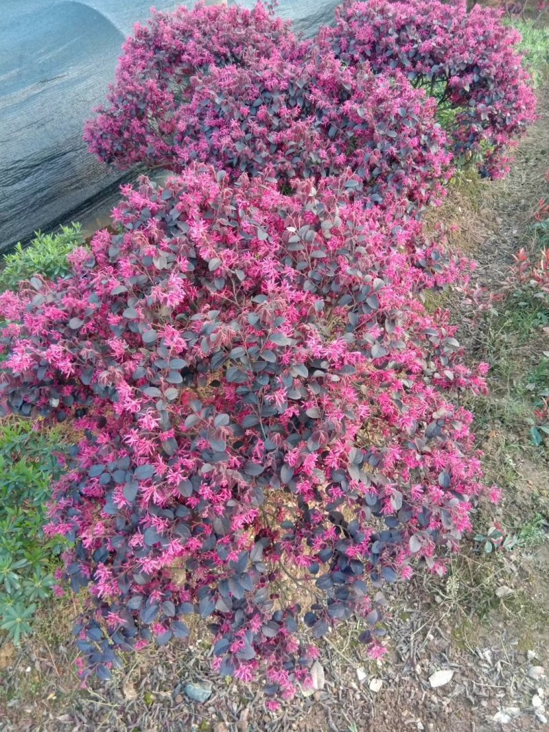 红花檵木，红花檵木球，红花檵木柱子红花檵木小苗，色块小苗