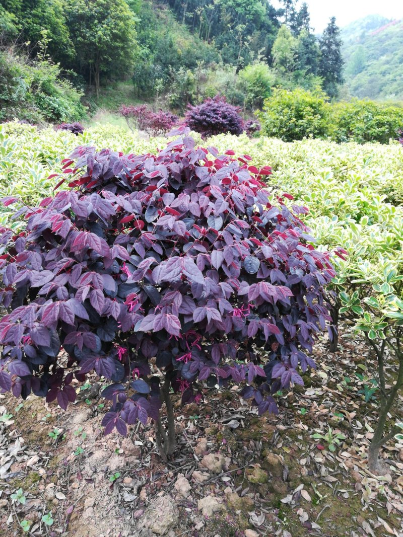 红花檵木，红花檵木球，红花檵木柱子红花檵木小苗，色块小苗