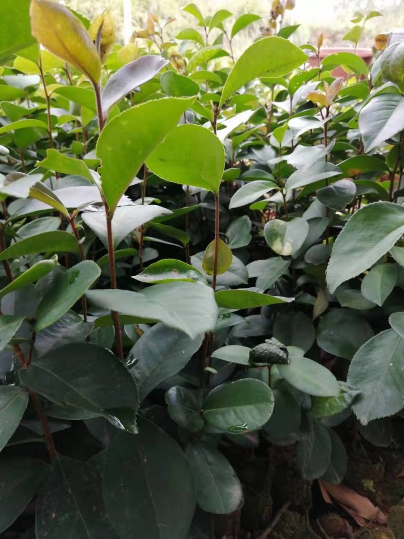 广西油茶苗实生苗袋苗营养杯苗裸根苗包邮