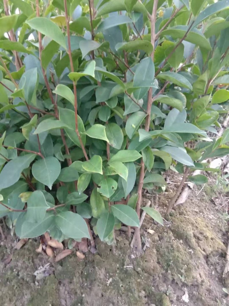 广西油茶苗实生苗袋苗营养杯苗裸根苗包邮