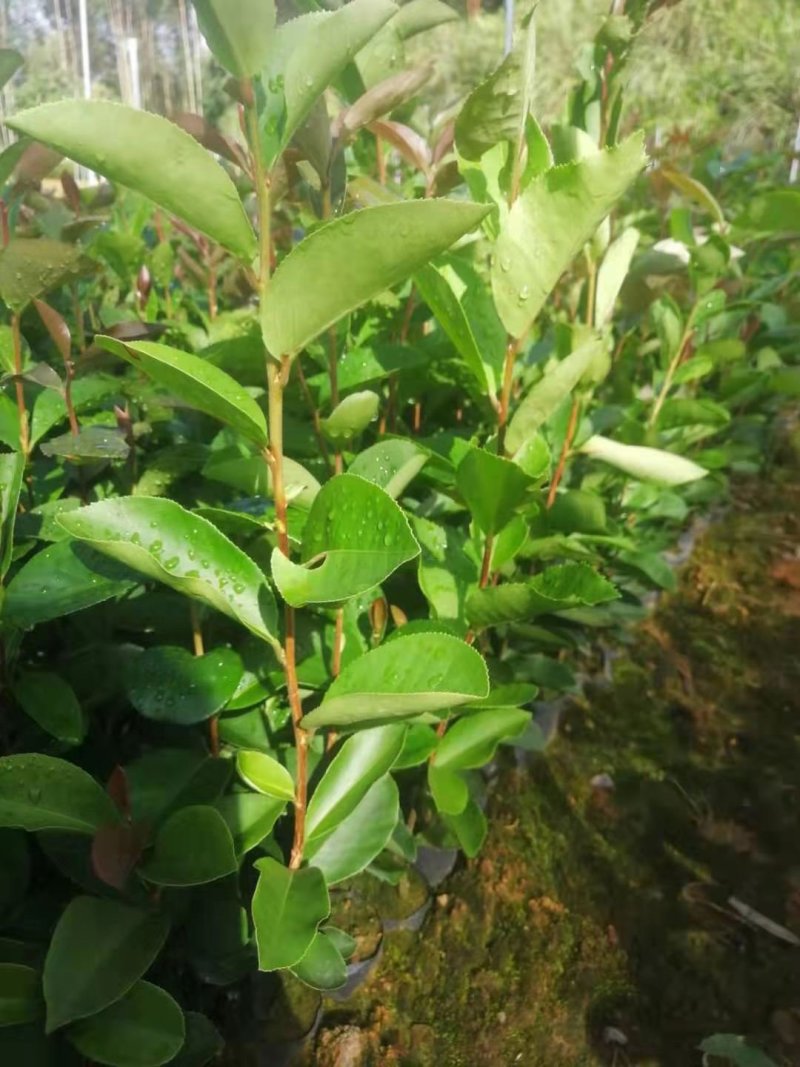 广西油茶苗实生苗袋苗营养杯苗裸根苗包邮