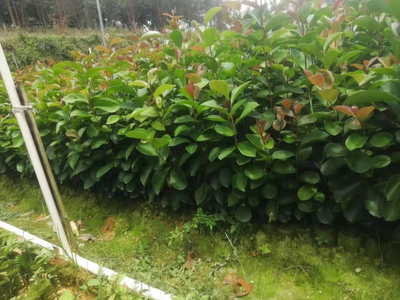 广西油茶苗实生苗袋苗营养杯苗裸根苗包邮