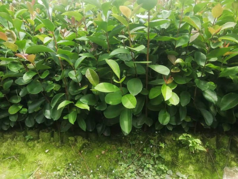 广西油茶苗实生苗袋苗营养杯苗裸根苗包邮