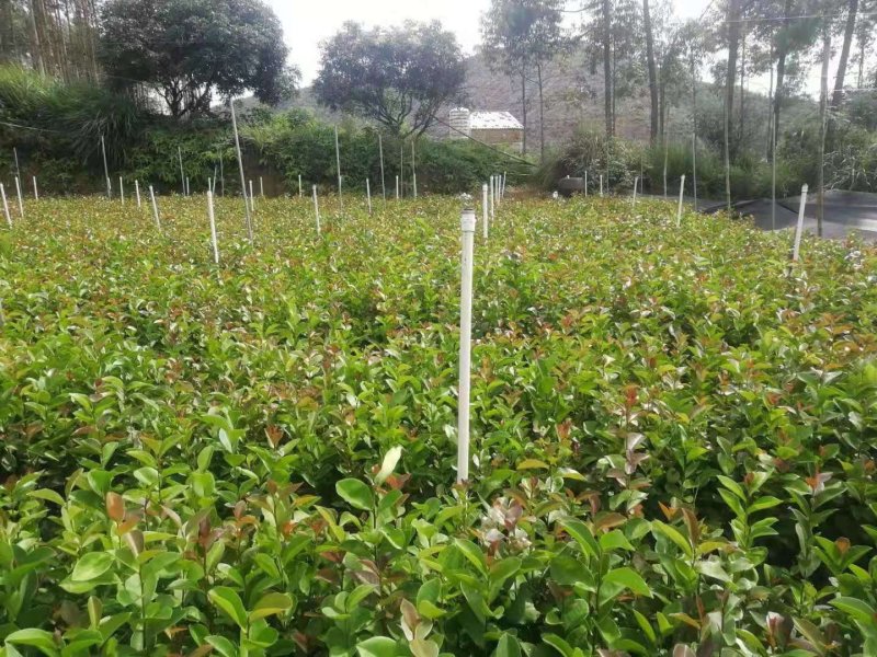 广西油茶苗实生苗袋苗营养杯苗裸根苗包邮