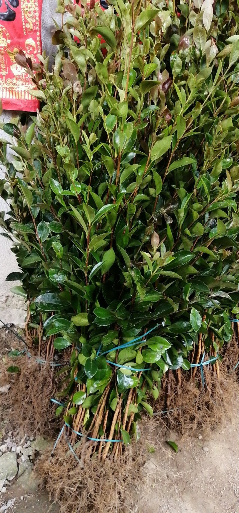 广西油茶苗实生苗袋苗营养杯苗裸根苗包邮