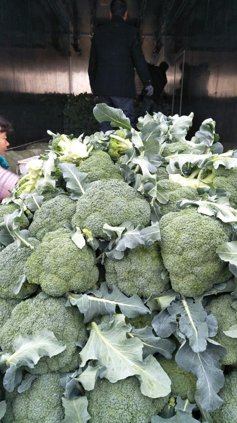 【牛商推荐】湖北西蓝花花耶菜，万亩基地货量充足