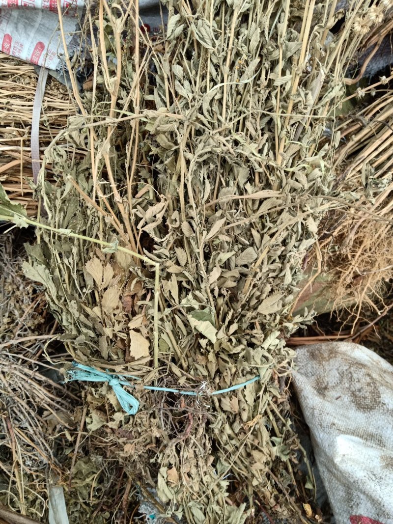 仙鹤草片，野生，深山药村。欢迎下单一手货源！。