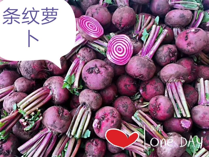 【精选】山东特菜条纹萝卜酒店专用品种齐全常年批发！