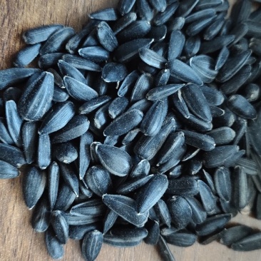 小粒油葵炸油油葵精选油葵鸽粮油葵
