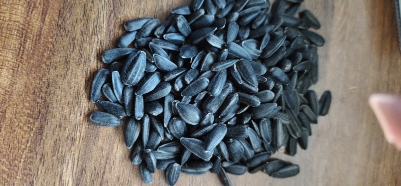 小粒油葵炸油油葵精选油葵鸽粮油葵