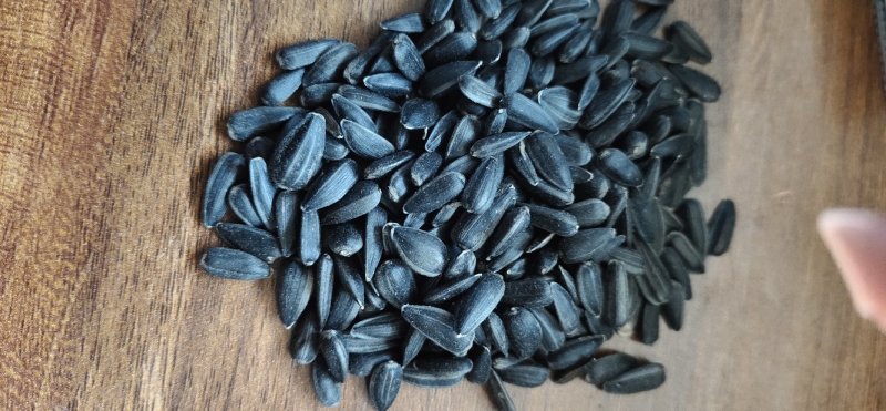 小粒油葵炸油油葵精选油葵鸽粮油葵