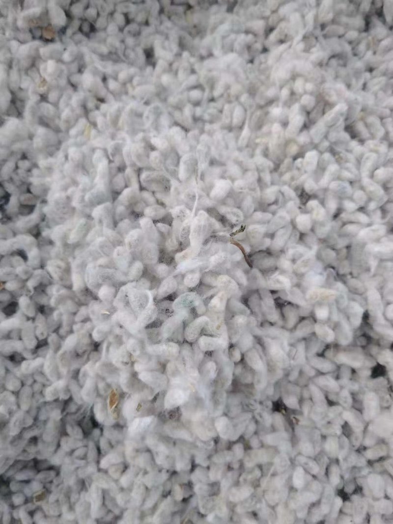 新疆优质牧场专用库房棉籽