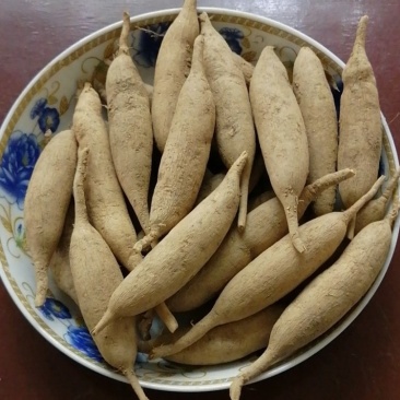 广西天门冬现挖新鲜天冬生货泡酒包邮